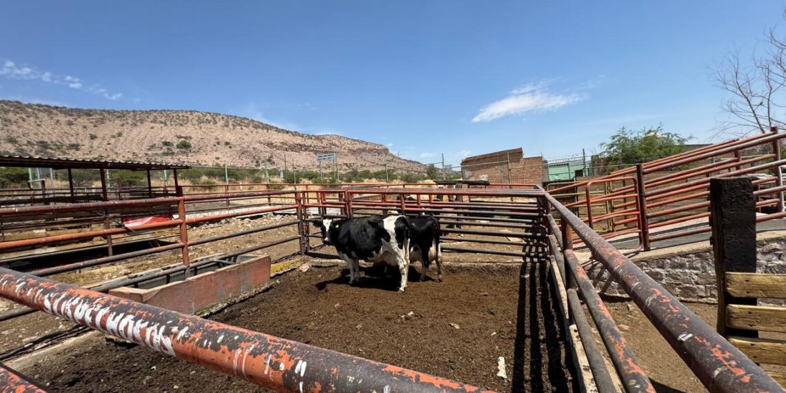 Mercado nacional para venta de ganado de engorda está saturado, tras cierre de frontera de EU