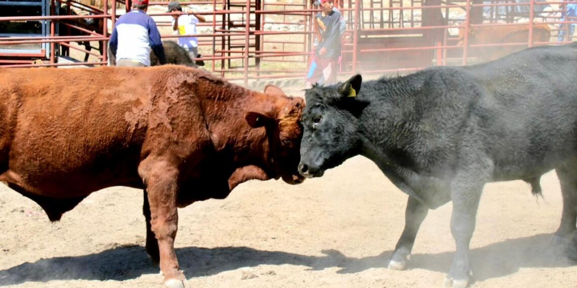 ¡Al 100 con el Campo! reforzamos sanidad del ganado: Toño Ochoa