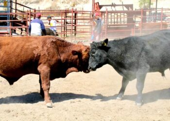 ¡Al 100 con el Campo! reforzamos sanidad del ganado: Toño Ochoa