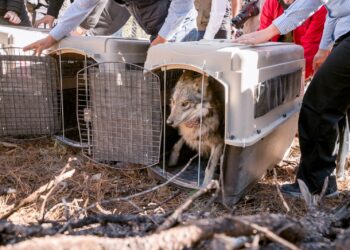 Bosques de Durango ofrecieron la mejor calidad ecosistémica para la liberación de manadas de lobo mexicano