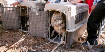 Bosques de Durango ofrecieron la mejor calidad ecosistémica para la liberación de manadas de lobo mexicano