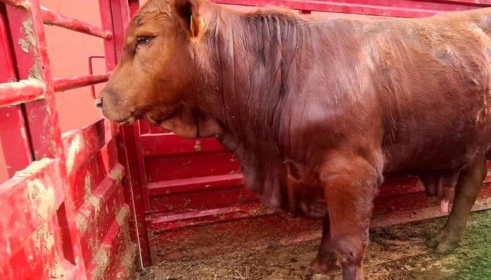 Ganaderos de Durango se reportan listos para posible reapertura de frontera de EEUU