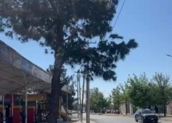 Ayuntamiento de Durango multa a la CFE por realizar poda excesiva de árboles