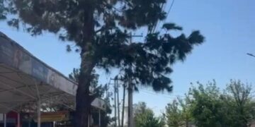 Ayuntamiento de Durango multa a la CFE por realizar poda excesiva de árboles