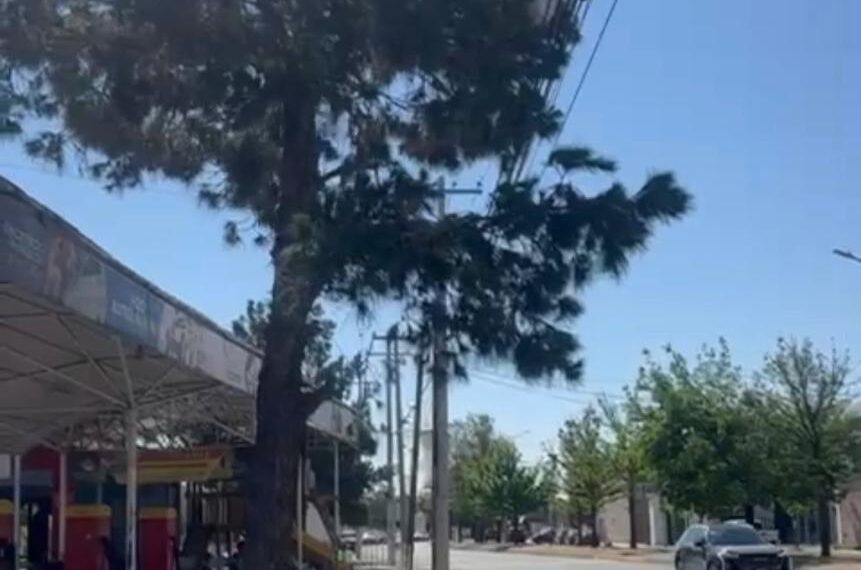 Ayuntamiento de Durango multa a la CFE por realizar poda excesiva de árboles