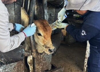 Admiten inminente llegada de plaga de gusano barrenador a Durango