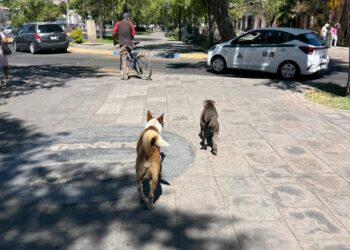Recogieron más de mil animales atropellados en vialidades de Durango, durante el primer trimestre