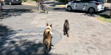 Recogieron más de mil animales atropellados en vialidades de Durango, durante el primer trimestre
