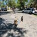 Recogieron más de mil animales atropellados en vialidades de Durango, durante el primer trimestre
