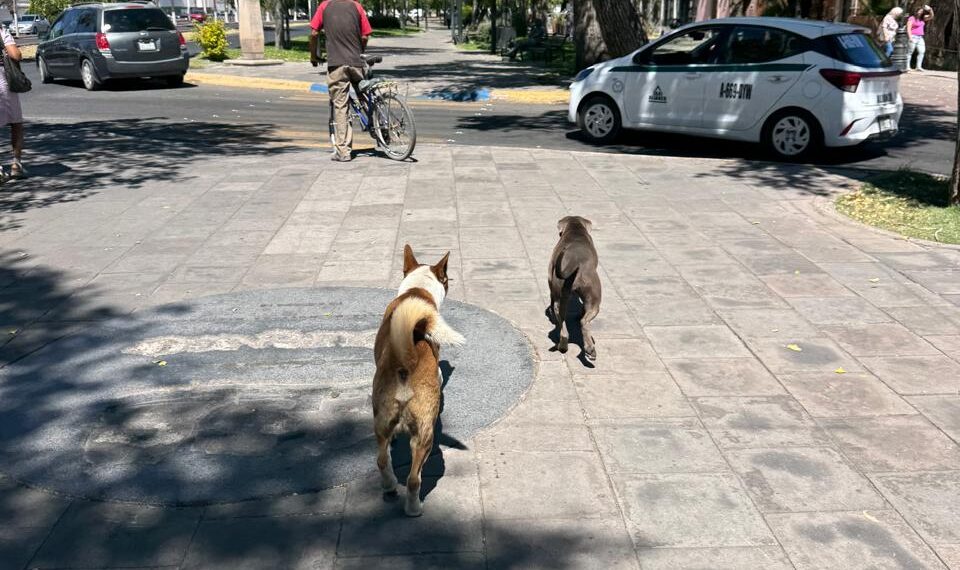 Recogieron más de mil animales atropellados en vialidades de Durango, durante el primer trimestre
