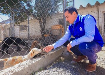 Con el Hospital Veterinario y el CAAN, Toño Ochoa mantiene servicios accesibles para los seres sintientes