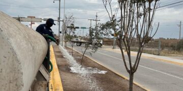 Advierten que crear áreas verdes sin mantenimiento provoca su deterioro