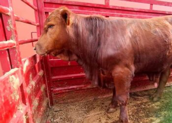 Ganaderos alertan por venta de carne de riesgo sanitario