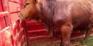 Ganaderos alertan por venta de carne de riesgo sanitario