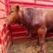 Ganaderos alertan por venta de carne de riesgo sanitario