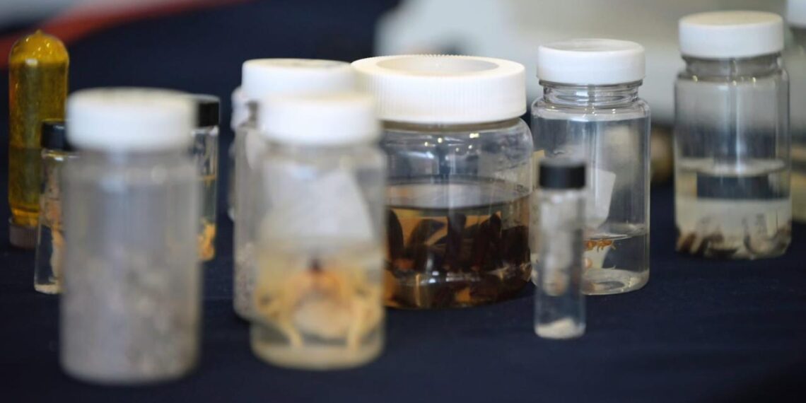 Promueve Gómez Palacio el cuidado de la biodiversidad y la fauna del desierto