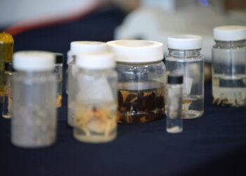 Promueve Gómez Palacio el cuidado de la biodiversidad y la fauna del desierto