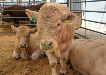 UGRD atribuye ingreso de carne con clembuterol a proveedores de otras entidades