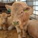 UGRD atribuye ingreso de carne con clembuterol a proveedores de otras entidades