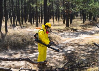 Plaga descortezadora afecta 4,400 hectáreas de bosque en Durango; buscan reforzar brigadas sanitarias