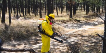 Plaga descortezadora afecta 4,400 hectáreas de bosque en Durango; buscan reforzar brigadas sanitarias