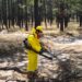 Plaga descortezadora afecta 4,400 hectáreas de bosque en Durango; buscan reforzar brigadas sanitarias