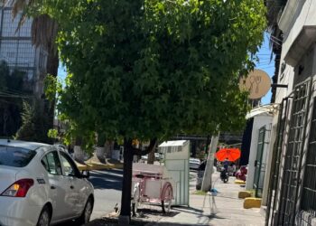 Vecinos del Centro Histórico participarán en cuidado de árboles en nueva estrategia de reforestación