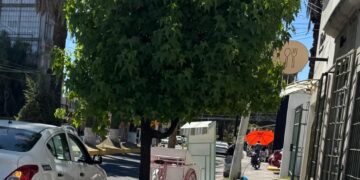 Vecinos del Centro Histórico participarán en cuidado de árboles en nueva estrategia de reforestación