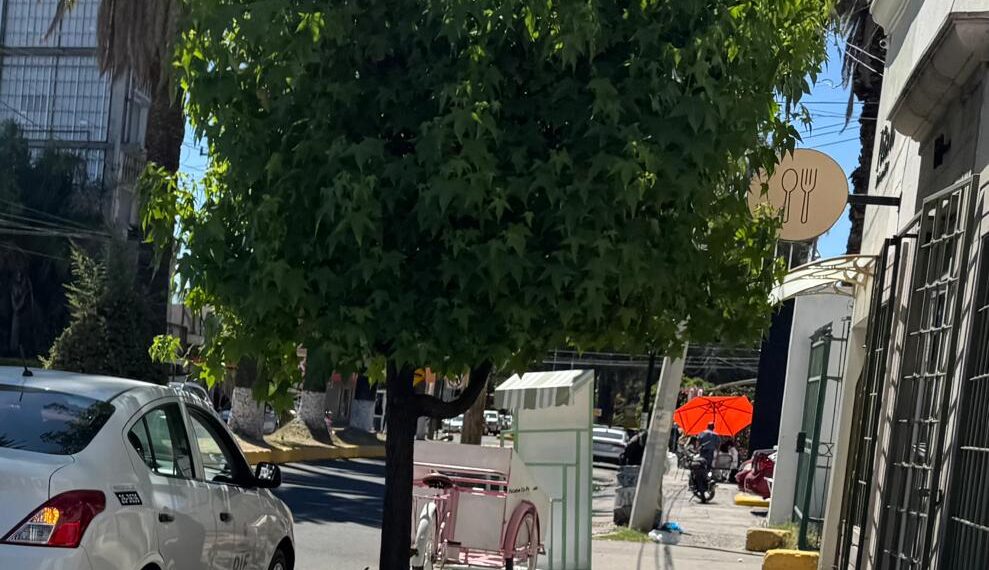 Vecinos del Centro Histórico participarán en cuidado de árboles en nueva estrategia de reforestación