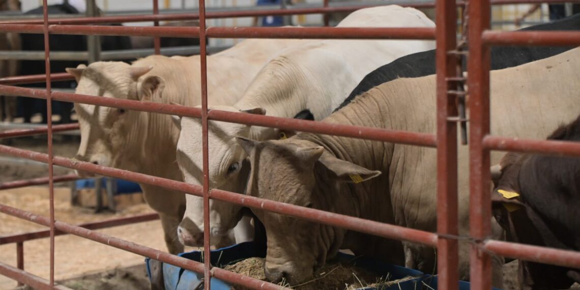 El Área Ganadera de la Expo Feria Gómez Palacio 2026 presenta diversos atractivos