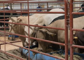 El Área Ganadera de la Expo Feria Gómez Palacio 2026 presenta diversos atractivos