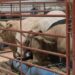 El Área Ganadera de la Expo Feria Gómez Palacio 2026 presenta diversos atractivos