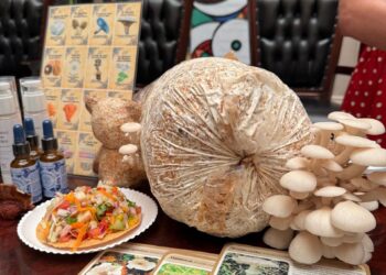 Del 7 al 9 de agosto realizarán la novena Feria del Hongo en Pueblo Nuevo