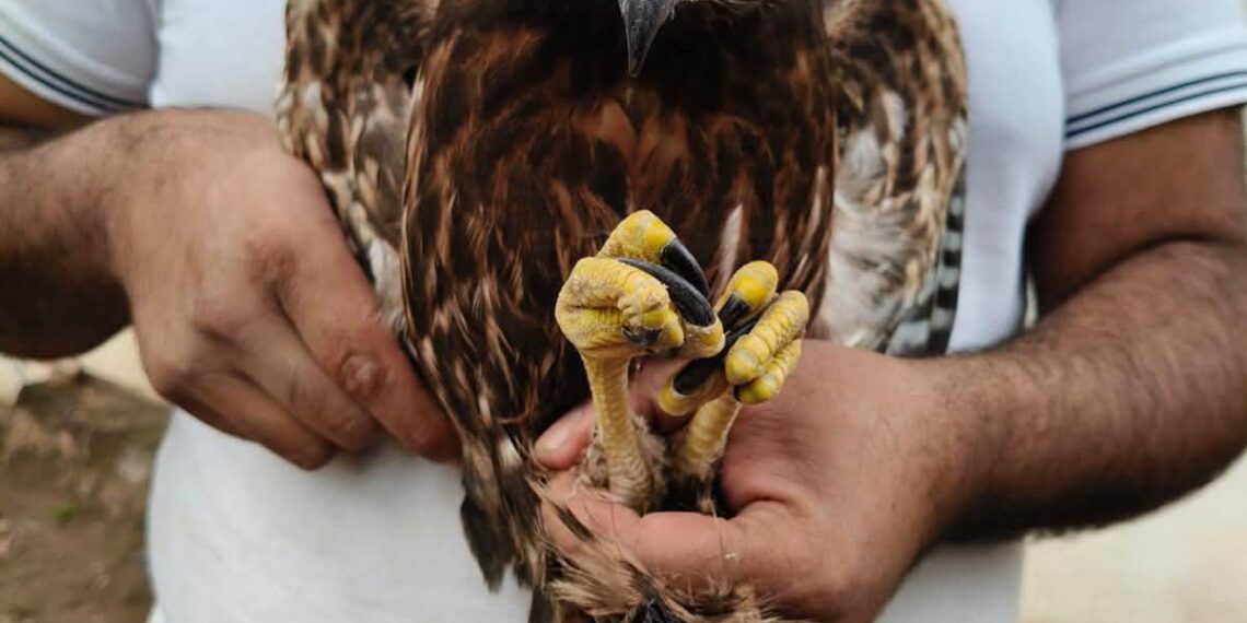 Refuerza Toño Ochoa rescate de fauna silvestre durante la temporada de lluvias
