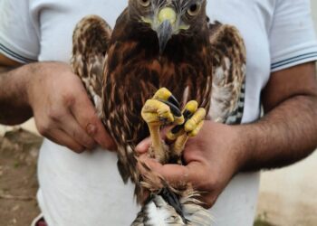 Refuerza Toño Ochoa rescate de fauna silvestre durante la temporada de lluvias