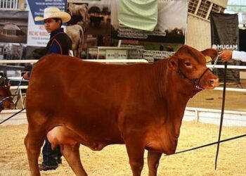 Estiman hasta siete años para control del gusano barrenador en Durango
