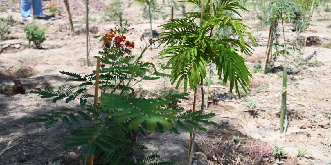 Evalúa Dirección de Ecología avances en Bosque de Bolsillo de la Colonia “Francisco Pérez Rios” de GP