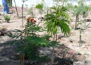 Evalúa Dirección de Ecología avances en Bosque de Bolsillo de la Colonia “Francisco Pérez Rios” de GP