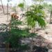 Evalúa Dirección de Ecología avances en Bosque de Bolsillo de la Colonia “Francisco Pérez Rios” de GP