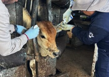 Exportación de ganado duranguense a EU podría esperar hasta 2027