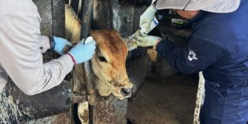 Exportación de ganado duranguense a EU podría esperar hasta 2027