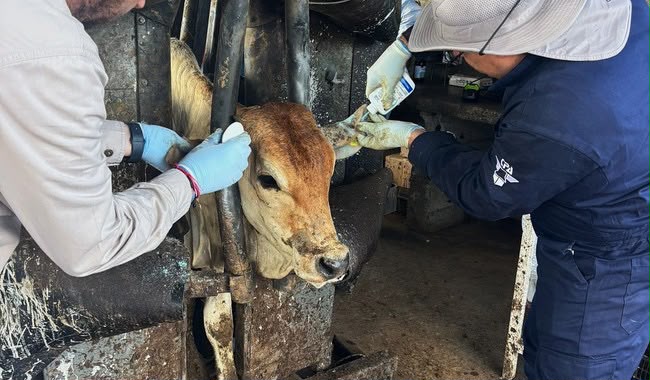 Exportación de ganado duranguense a EU podría esperar hasta 2027