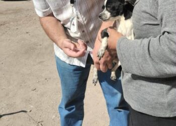Proponen presupuesto permanente para esterilización y vacunación de perros callejeros