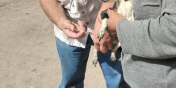 Proponen presupuesto permanente para esterilización y vacunación de perros callejeros