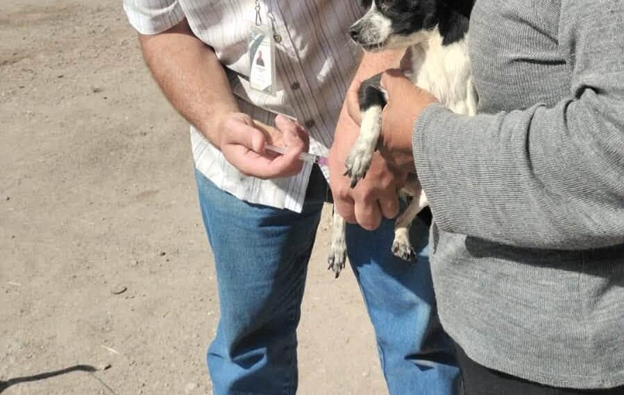 Proponen presupuesto permanente para esterilización y vacunación de perros callejeros